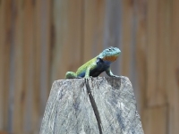 Honduran Emerald Spiny Lizard